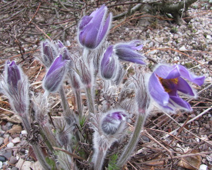 Pulsatilla grandis